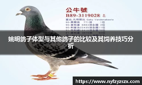姚明鸽子体型与其他鸽子的比较及其饲养技巧分析